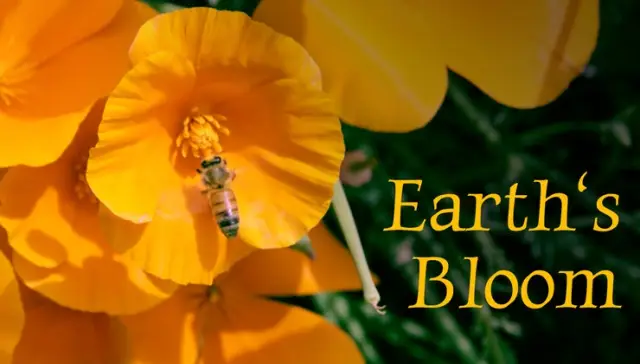 Earth's Bloom