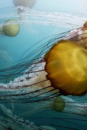 Moving Art: Underwater