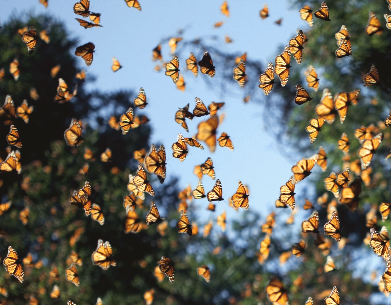 Monarch butterflies migrating together through a blue sky